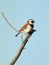 Cape Sparrow at Zandvlei Estuary