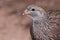 Cape Spurfowl Bird Head Portrait Close-up Pternistis capensis