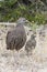 Cape Spurfowl or Cape Francolin Pternistes capensis with chick, Western Cape, South Africa