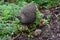 Cape Spurfowl and Chicks, Kirstenbosch Botanical Garden, South Africa