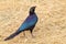 Cape starling at the ground