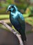 Cape Starling Lamprotornis nitens