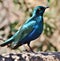 Cape Starling Lamprotornis nitens