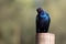 The Cape starling, red-shouldered glossy-starling or Cape glossy starling