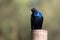 The Cape starling, red-shouldered glossy-starling or Cape glossy starling