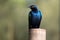 The Cape starling, red-shouldered glossy-starling or Cape glossy starling