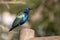 The Cape starling, red-shouldered glossy-starling or Cape glossy starling