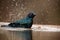 The Cape starling, red-shouldered glossy-starling or Cape glossy starling Lamprotornis nitens bathed in pond.Cape straling with