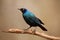 The Cape starling, red-shouldered glossy-starling or Cape glossy starling Lamprotornis nitens sitting on the branch with brow