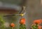 Cape Sugar bird, looking right, with yellow rump