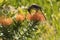 Cape Sugar bird, male, Promerops cafer, bending down to reach nectar on orange Pin Cushion Protea
