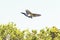 Cape Sugarbird. Bird in flight.