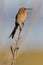Cape sugarbird (promerops cafer)