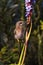 Cape Sugarbird sitting on a plant