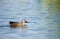 Cape Teal swimming on a lovely blue water backgrou