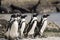 Cape Town Penguin Island in South Africa