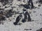 Cape Town penguins