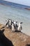 Cape Town - pinguin - Bolders Beach