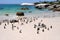 Cape Town - pinguin - Bolders Beach