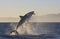 Cape Town, sharks, exhilarating jumping out of water, looks great, everyone has to see this scene once in your life