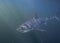 Cape Town, sharks, underwater views, looks great, everyone should see this scene once in your life