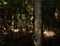 Cape Tribulation, Queensland Australia, 06/10/2013, Golden Orb spider arachnid , hanging in a web in a tropical forest, cape tribu