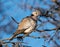 Cape Turtle-Dove