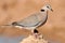 Cape turtle dove