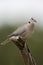 Cape Turtle Dove