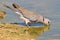 Cape Turtle Dove - African Wild Bird Background - Drinking Reflection