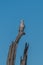 Cape turtle dove on dead tree stump