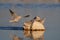 Cape turtle dove drink on a waterhole, etosha nationalpark, namibia