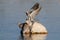 Cape turtle dove drink on a waterhole, etosha nationalpark, namibia