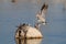 Cape turtle dove drink on a waterhole, etosha nationalpark, namibia