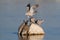 Cape turtle dove drink on a waterhole, etosha nationalpark, namibia