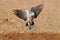 Cape turtle dove in flight