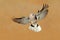 Cape turtle dove in flight