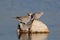 Cape turtle dove group drink on a waterhole, etosha nationalpark, namibia