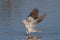 Cape turtle dove landing on a waterhole, etosha nationalpark, namibia