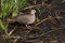 Cape Turtle Dove in marshy area