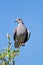 Cape Turtle-dove perched on twig