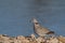 Cape turtle dove sit on a waterhole, etosha nationalpark, namibia