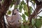 Cape turtle dove sitting in her nest.