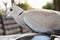 Cape turtle dove Streptopelia capicola perched