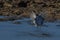 Cape turtle dove taking off