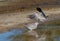 Cape turtle dove taking off