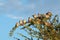 Cape turtle doves in a tree