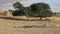 Cape turtle doves at a waterhole