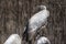 Cape Vulture