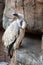 Cape Vulture